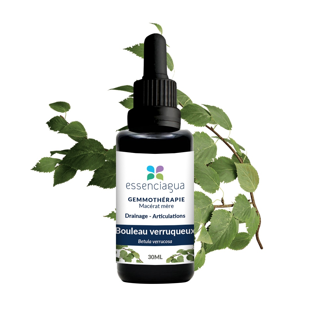 Macerado de brotes de abedul 100% ecológico y artesanal