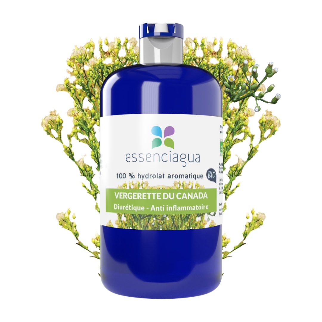 Hydrolat de Vergerette du Canada 100% biológico y artesanal