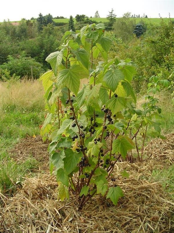 Grosella negra de Borgoña — photo 2