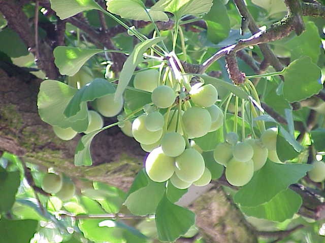 Ginkgo (brote) — photo 2