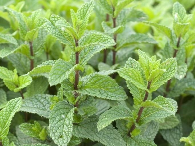 Menta — photo 3