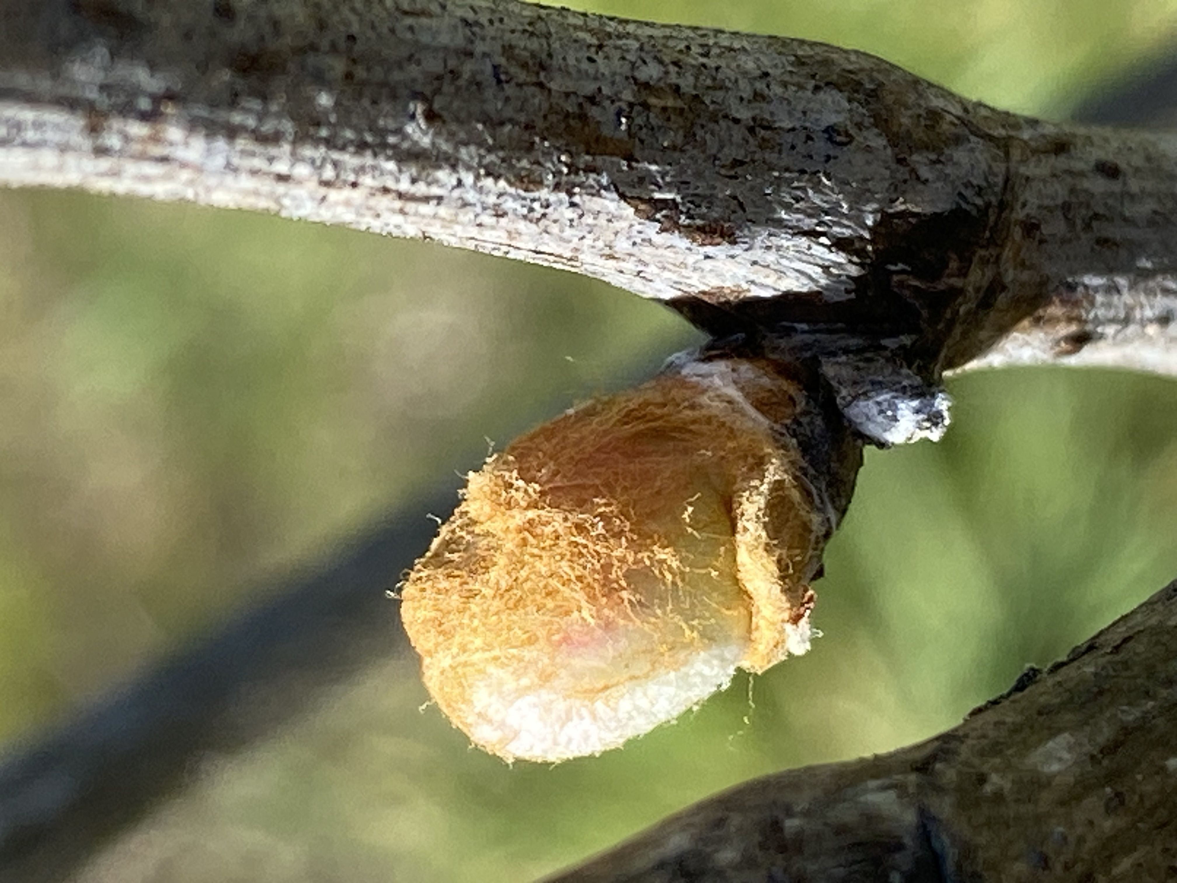Decouvrez la distillation Macerado de brotes de vid roja 100% ecológico y artesanal