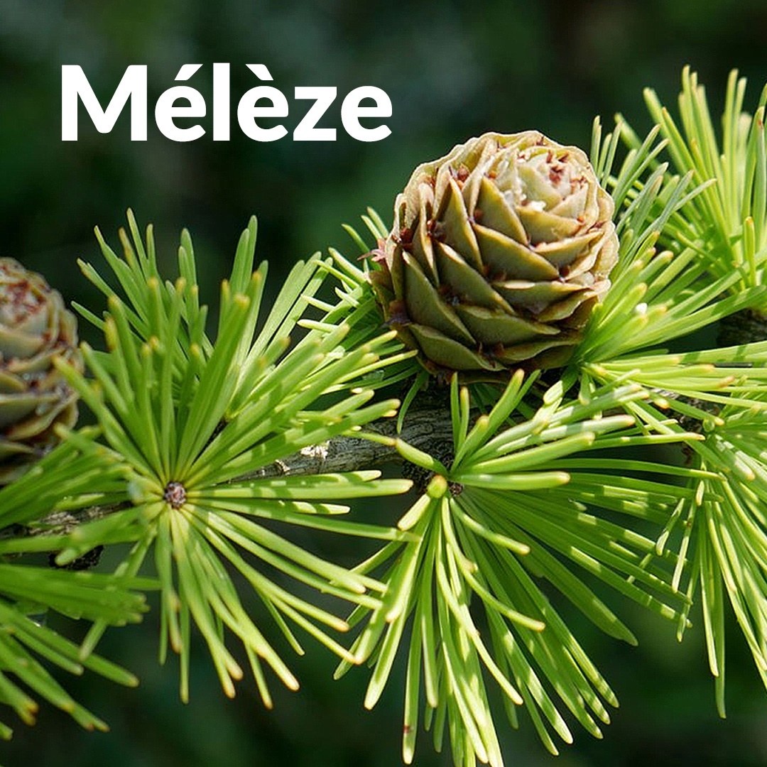 Alerce