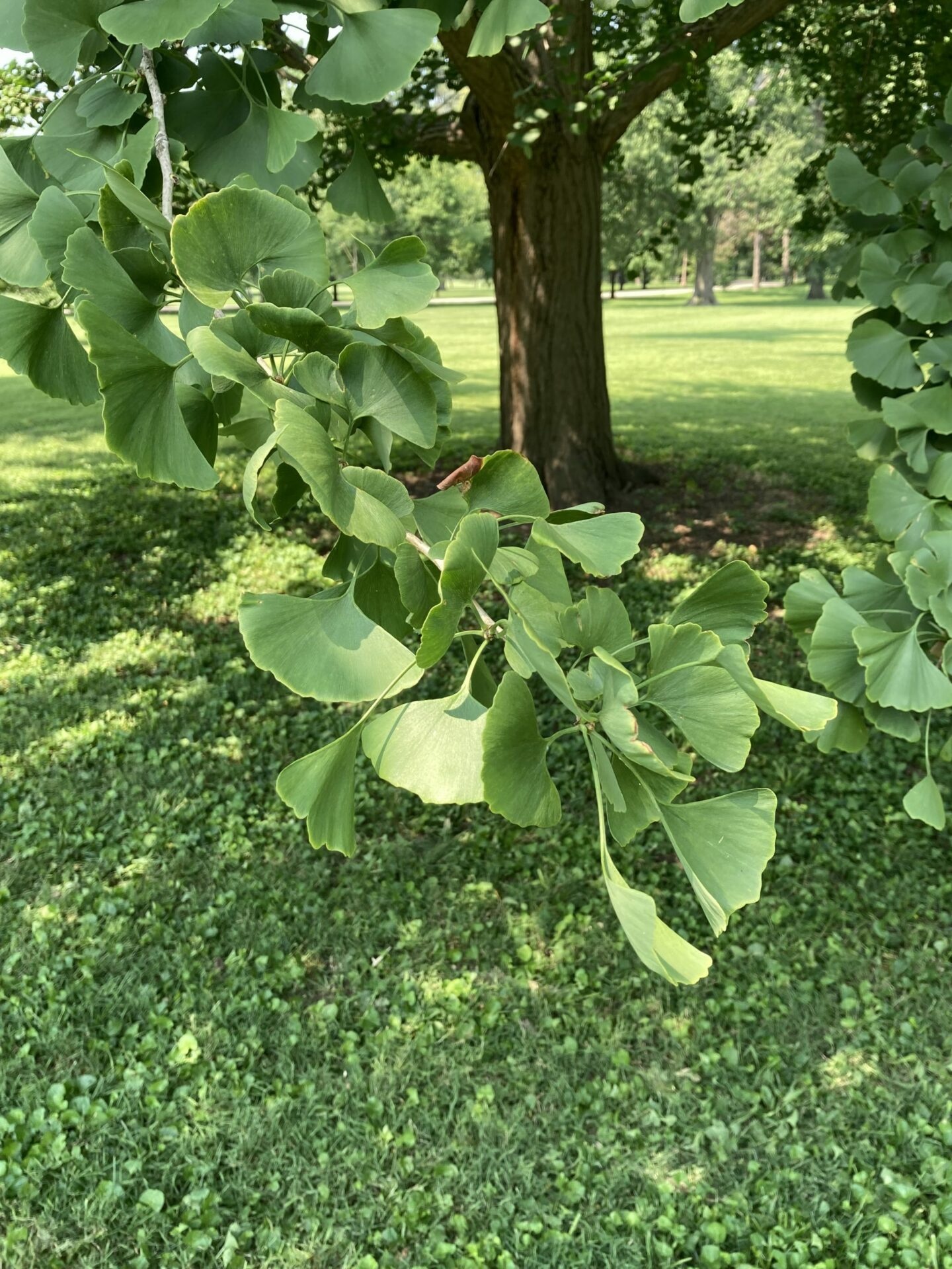 Ginkgo (brote) — photo 3