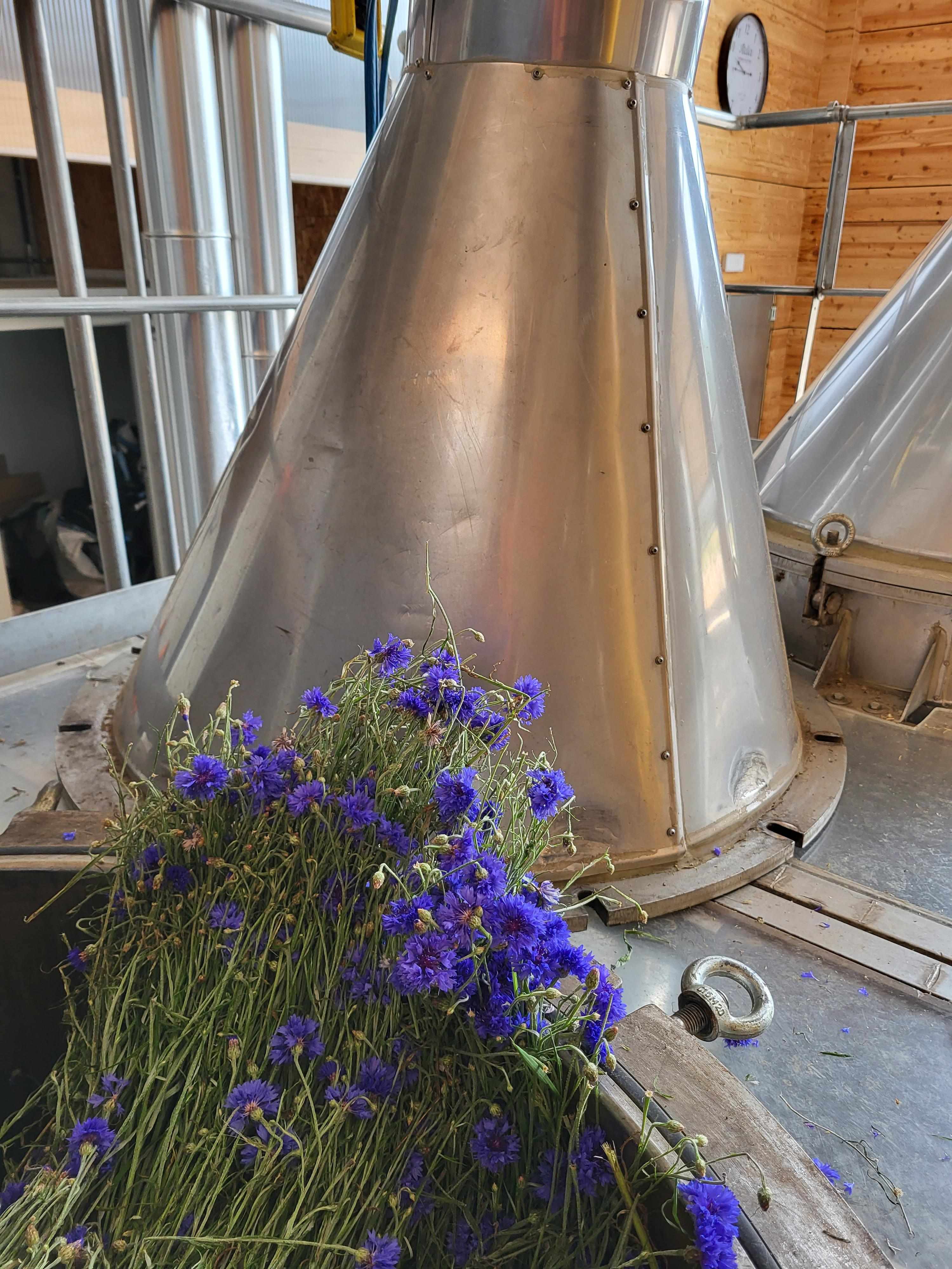 Decouvrez la distillation Hidrolato de aciano 100% ecológico y artesanal