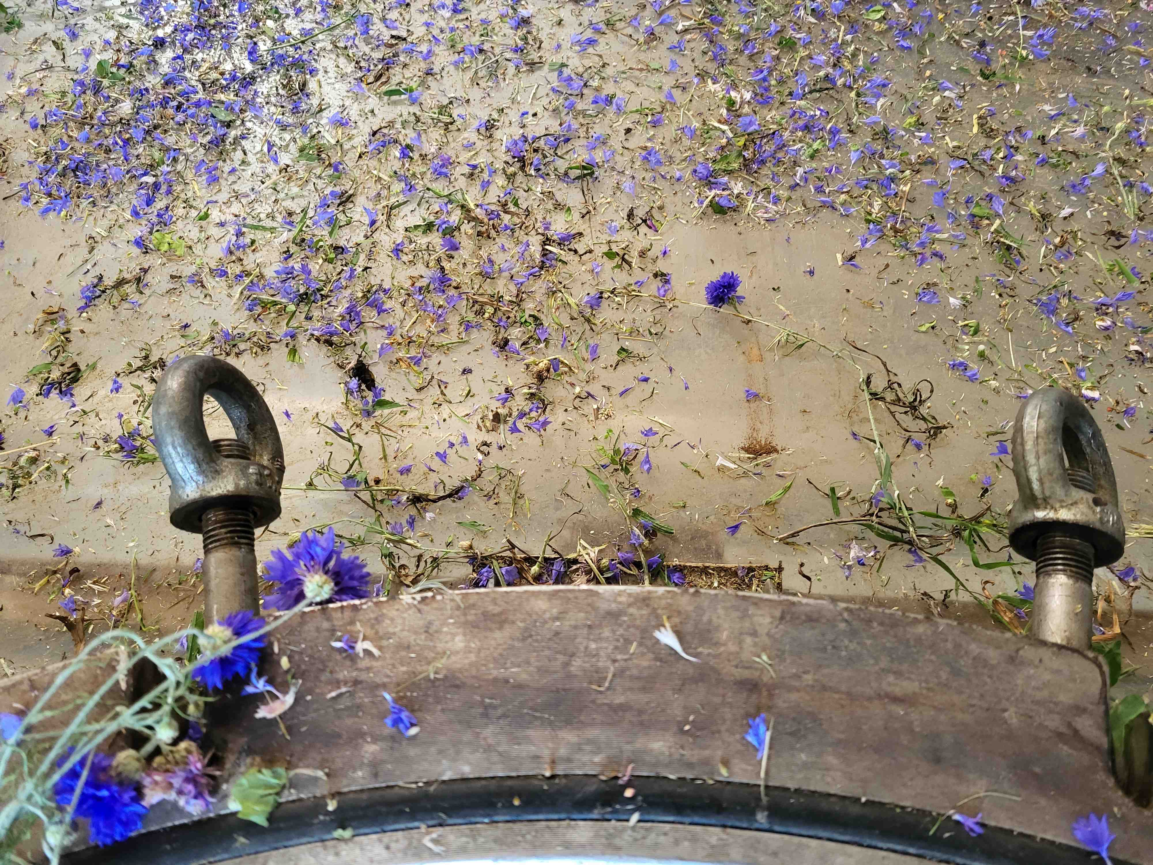 Decouvrez la distillation Hidrolato de aciano 100% ecológico y artesanal