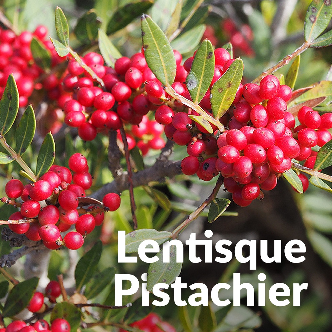 Lentisco de pistacho