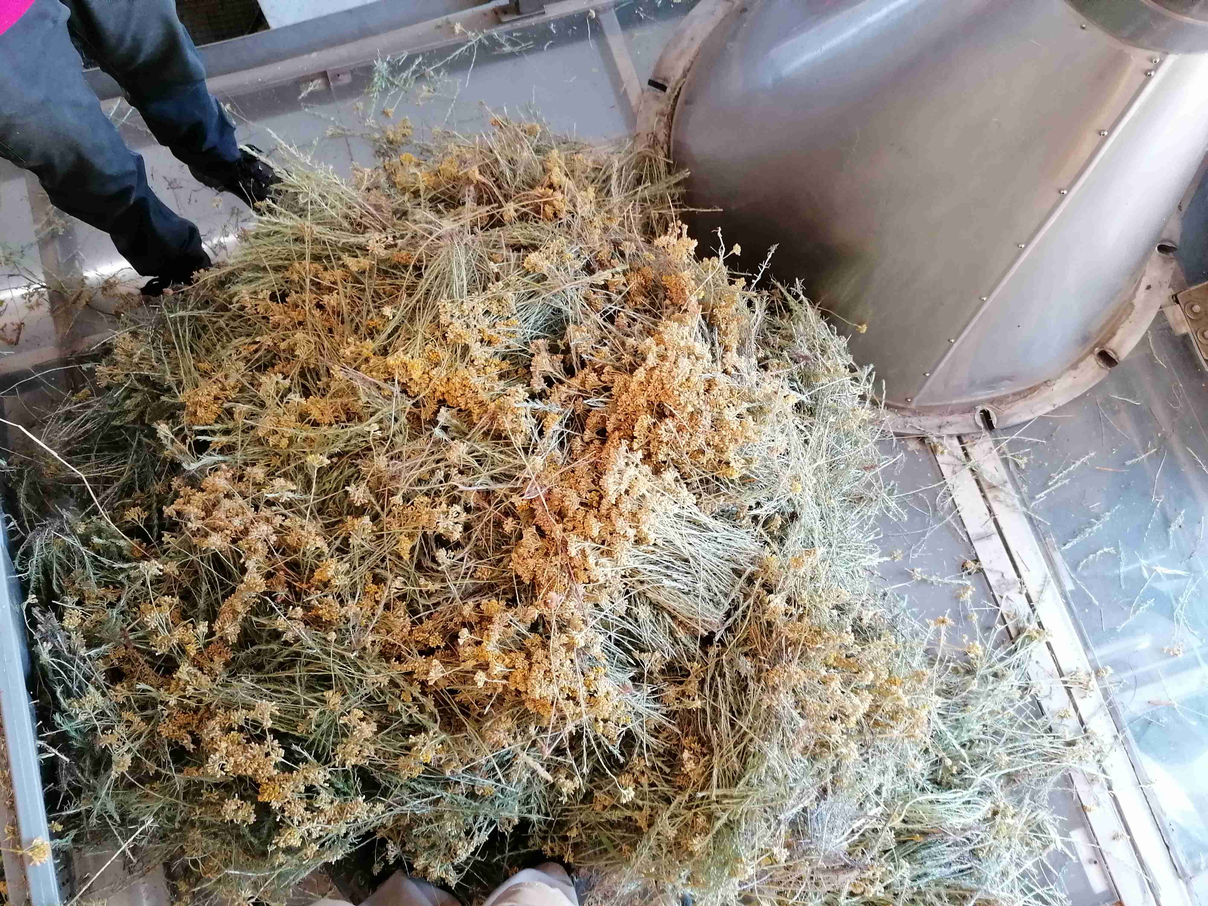 Decouvrez la distillation Aceite esencial de helicriso italiano 100% ecológico y artesanal