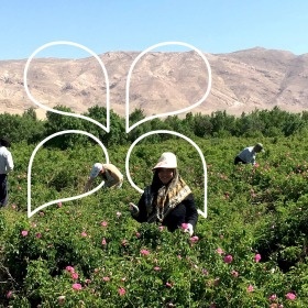 Nuestro productor de rosas en Irán