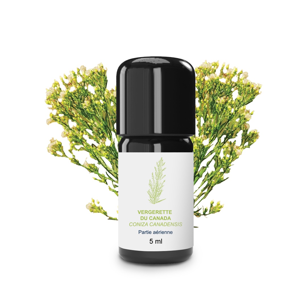 Vergerette du Canada Aceite esencial 100% orgánico y artesanal