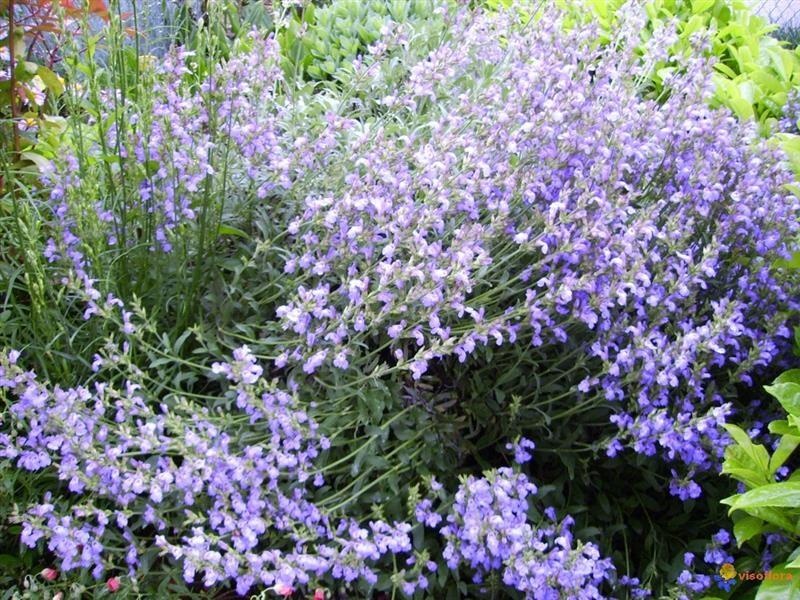 Salvia común — photo 2