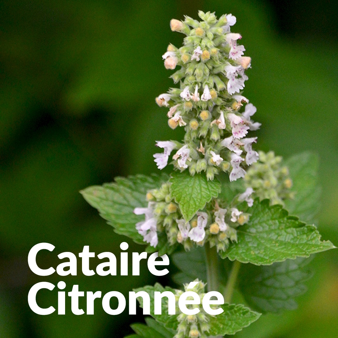 Menta gatuna de limón