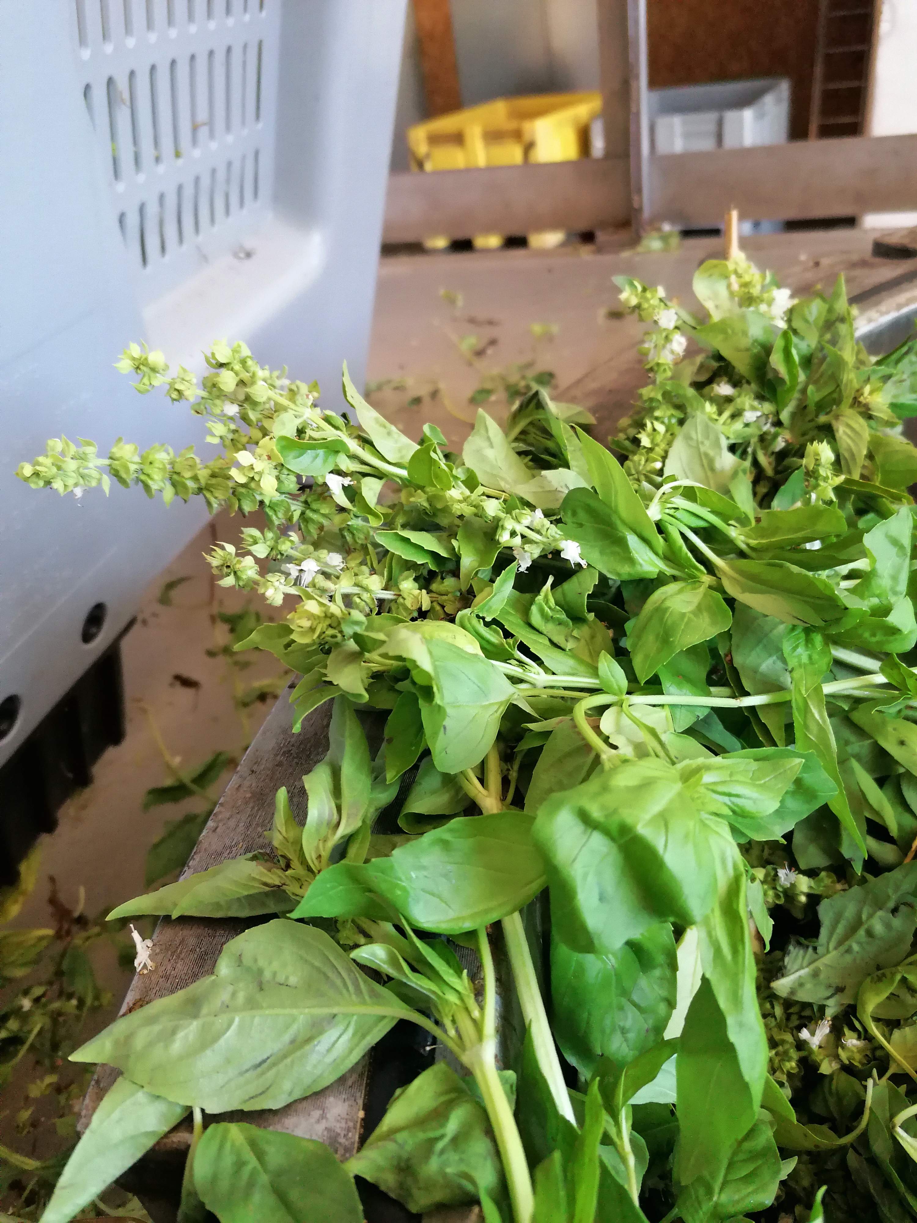 La destilación de Albahaca verde grande
