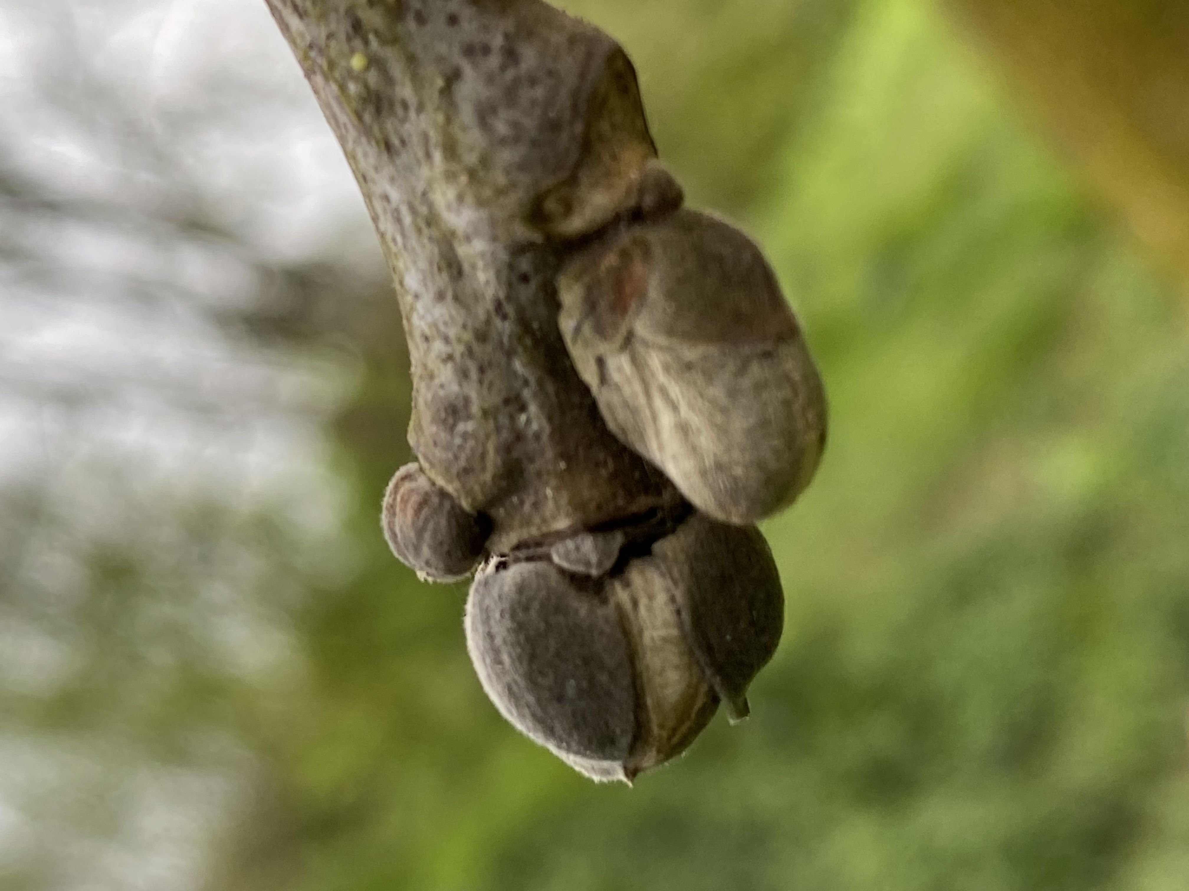 Decouvrez la distillation Macerado de brotes de nuez 100% ecológico y artesanal