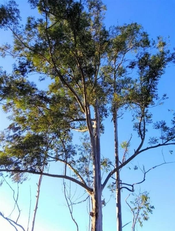 Eucalipto limón — photo 2