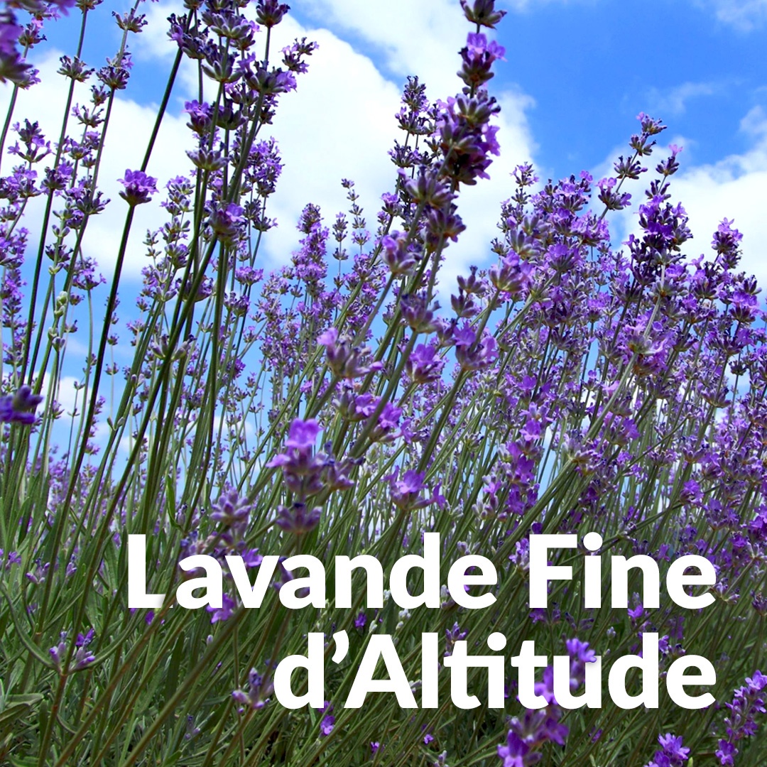 Lavanda fina de altura