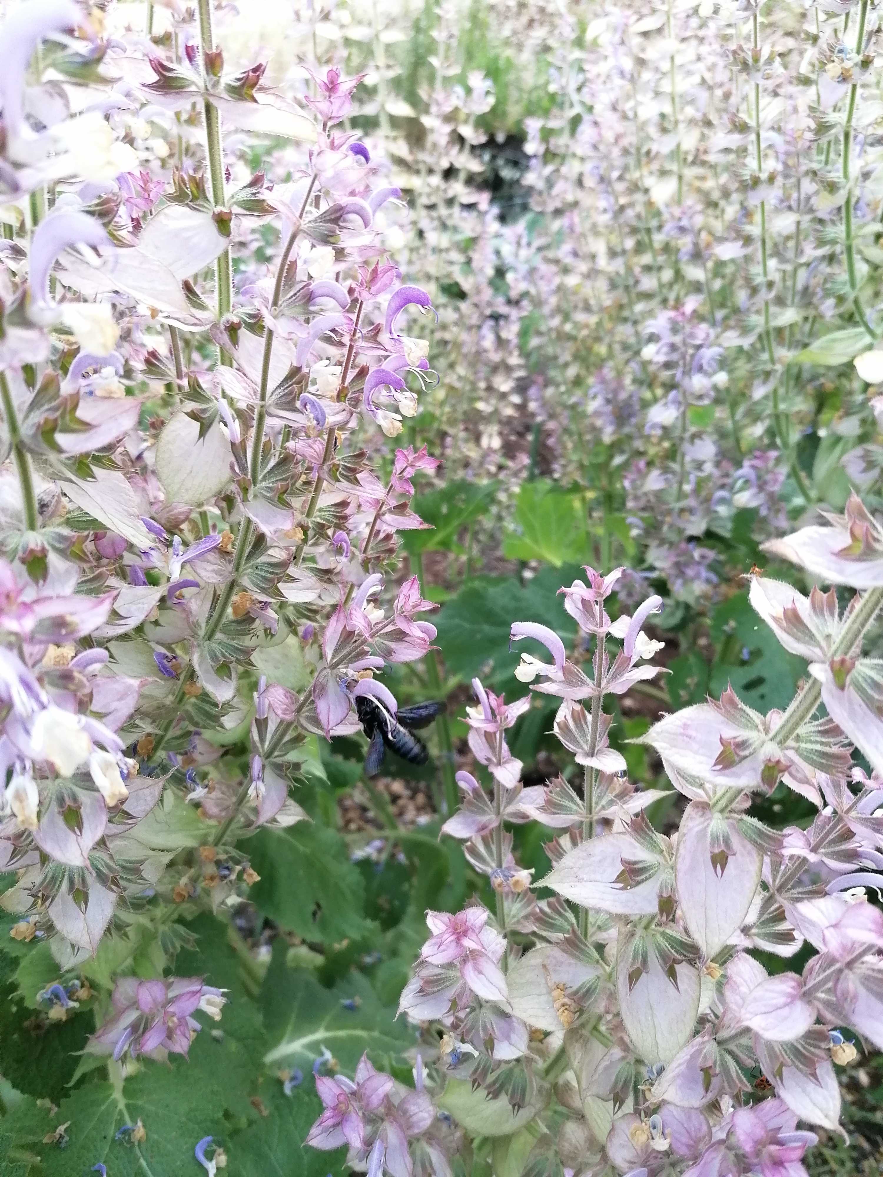La destilación de Salvia sclarea