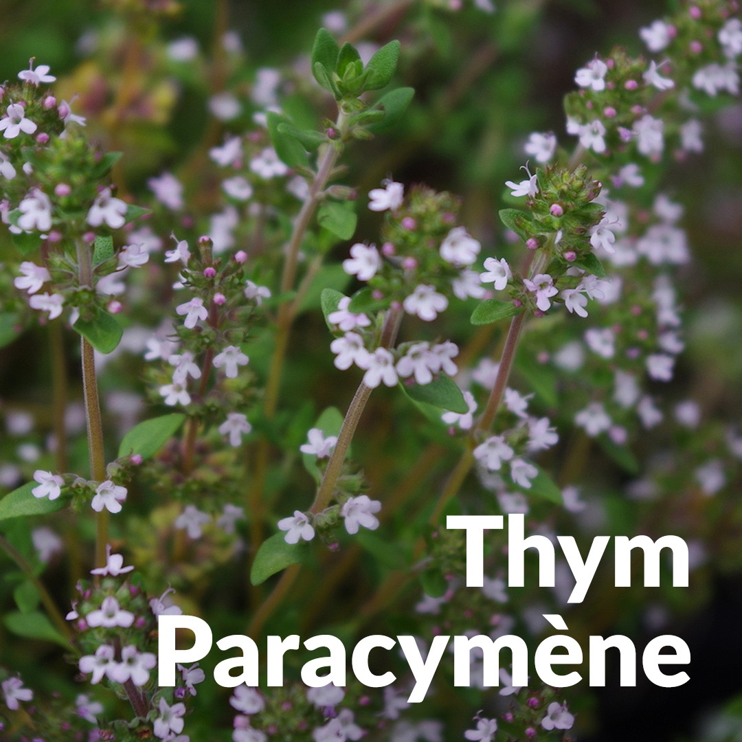Paracymene tomillo