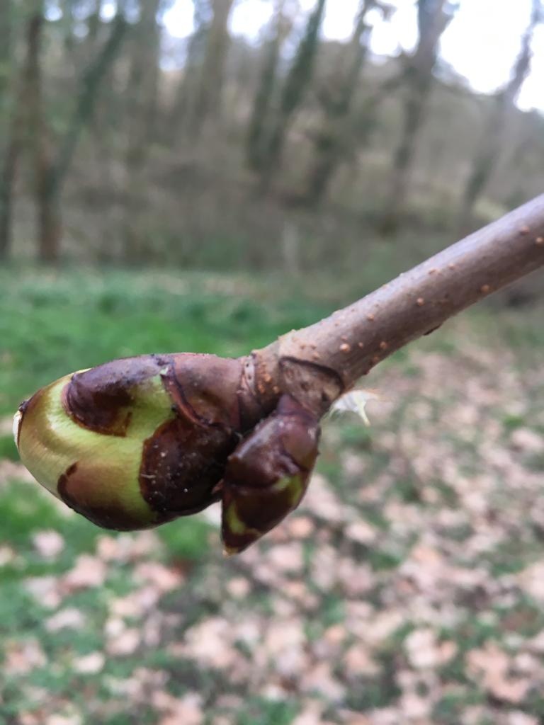 Decouvrez la distillation Macerado de yemas de Castaño de Indias 100% ecológico y artesanal
