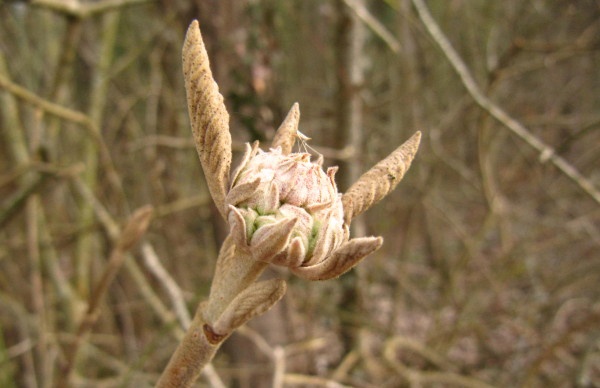 Viorne lantane (yema) — photo 2