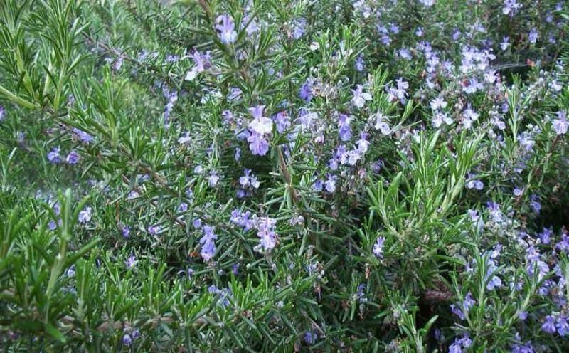 Romero medicinal del País de Oc — photo 3