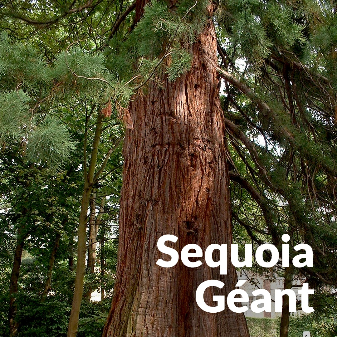 Secuoya gigante
