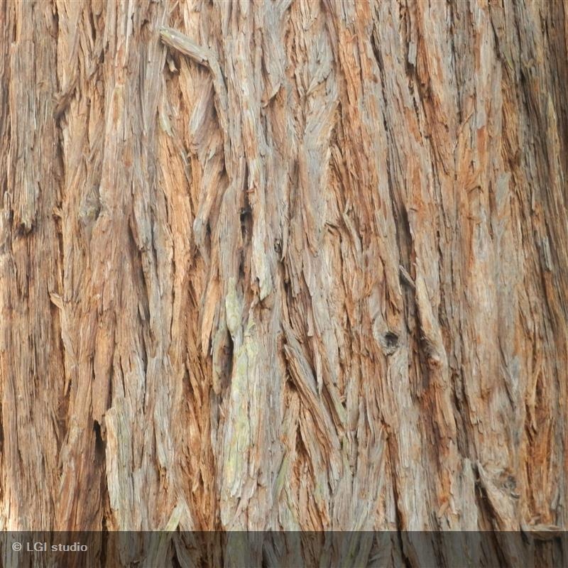 Secuoya gigante — photo 3