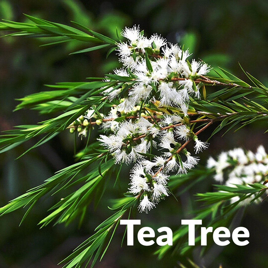 Árbol del té