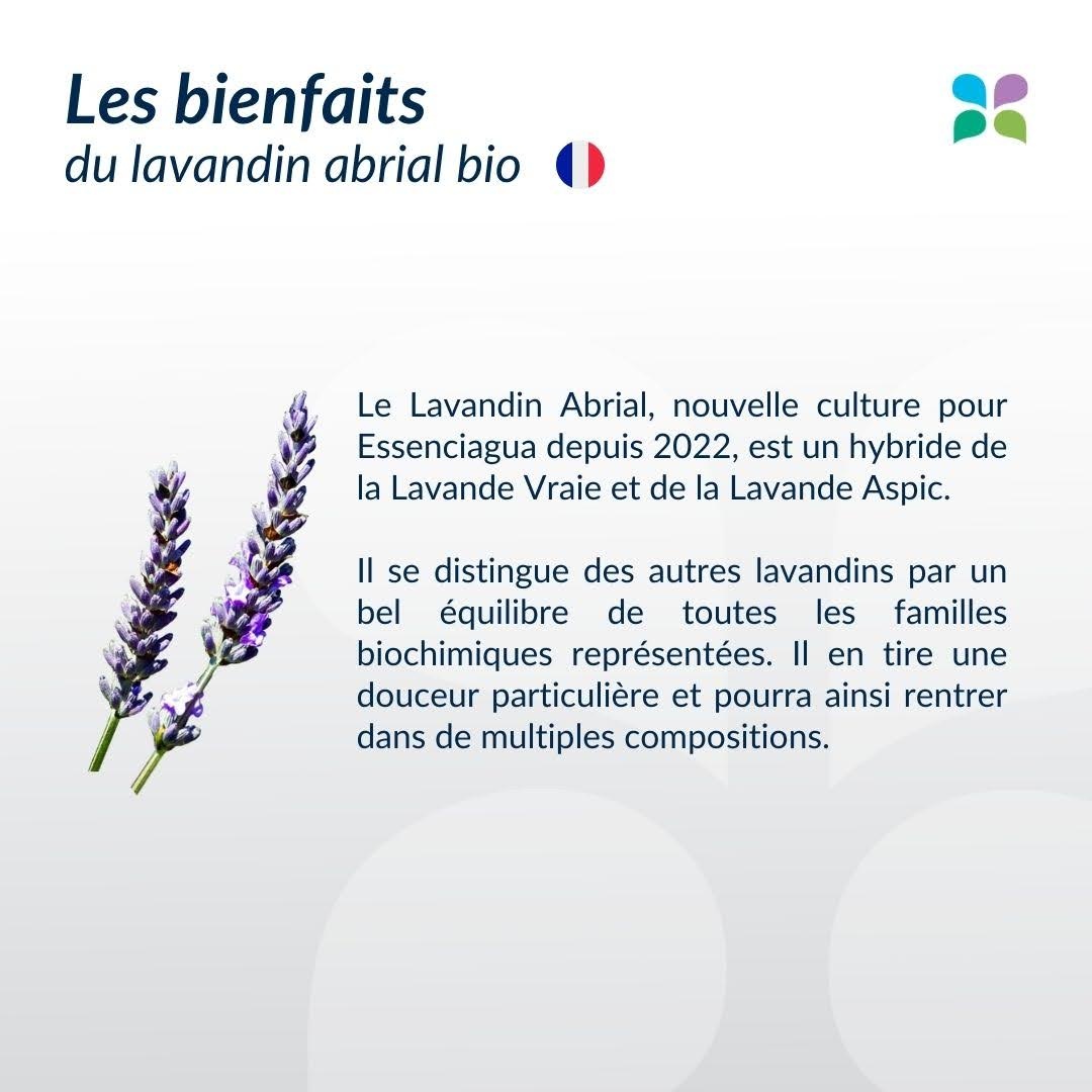 Lavandín abrial frente a lavanda fina de Causses
