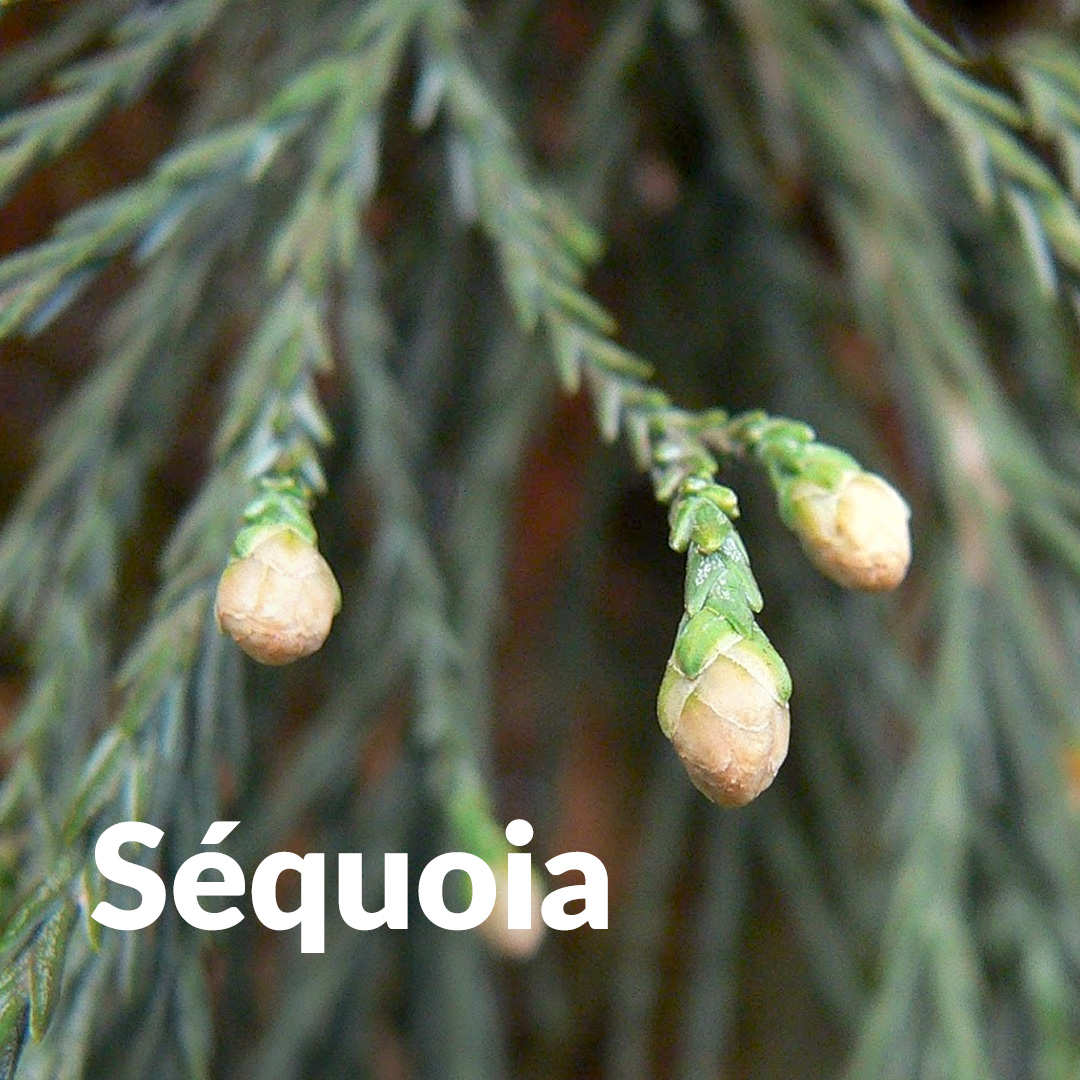 Sequoia (Brote)