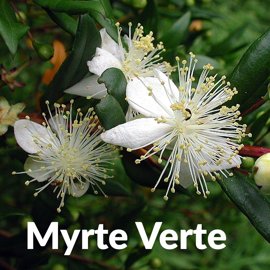 Mirto verde