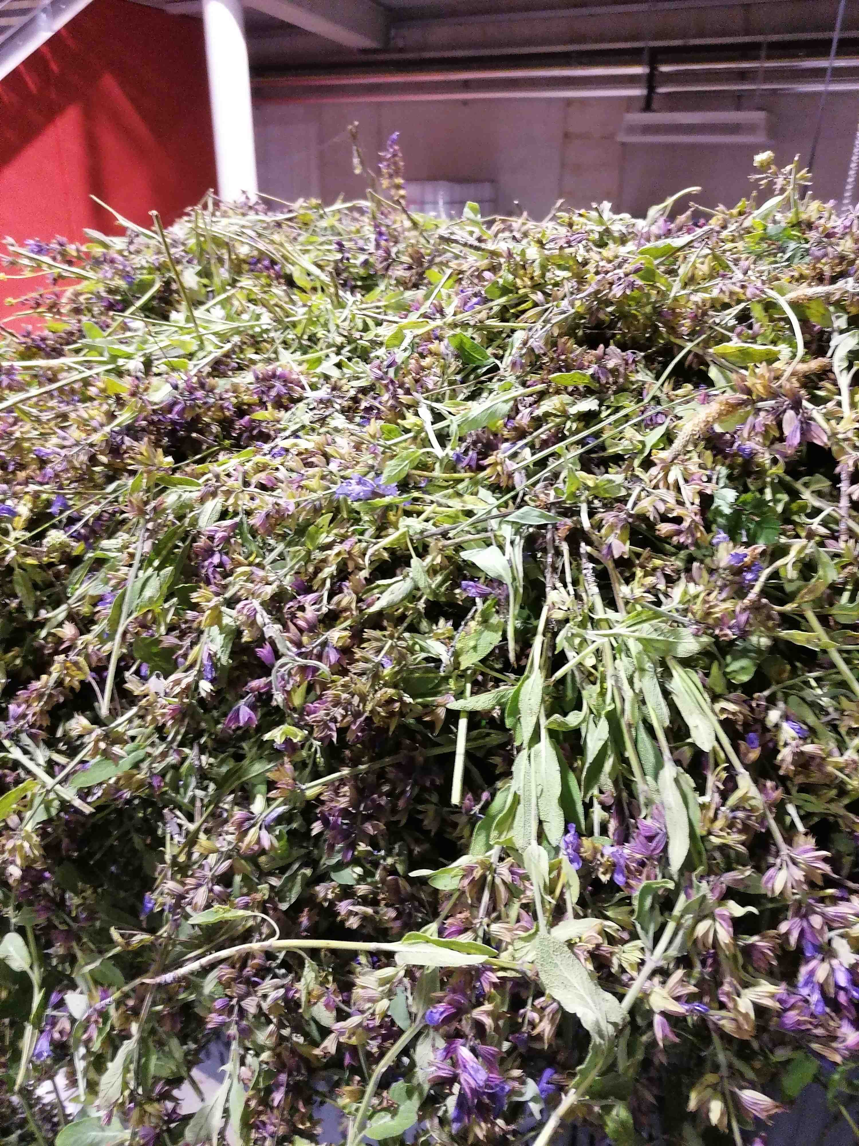 La destilación de Salvia común