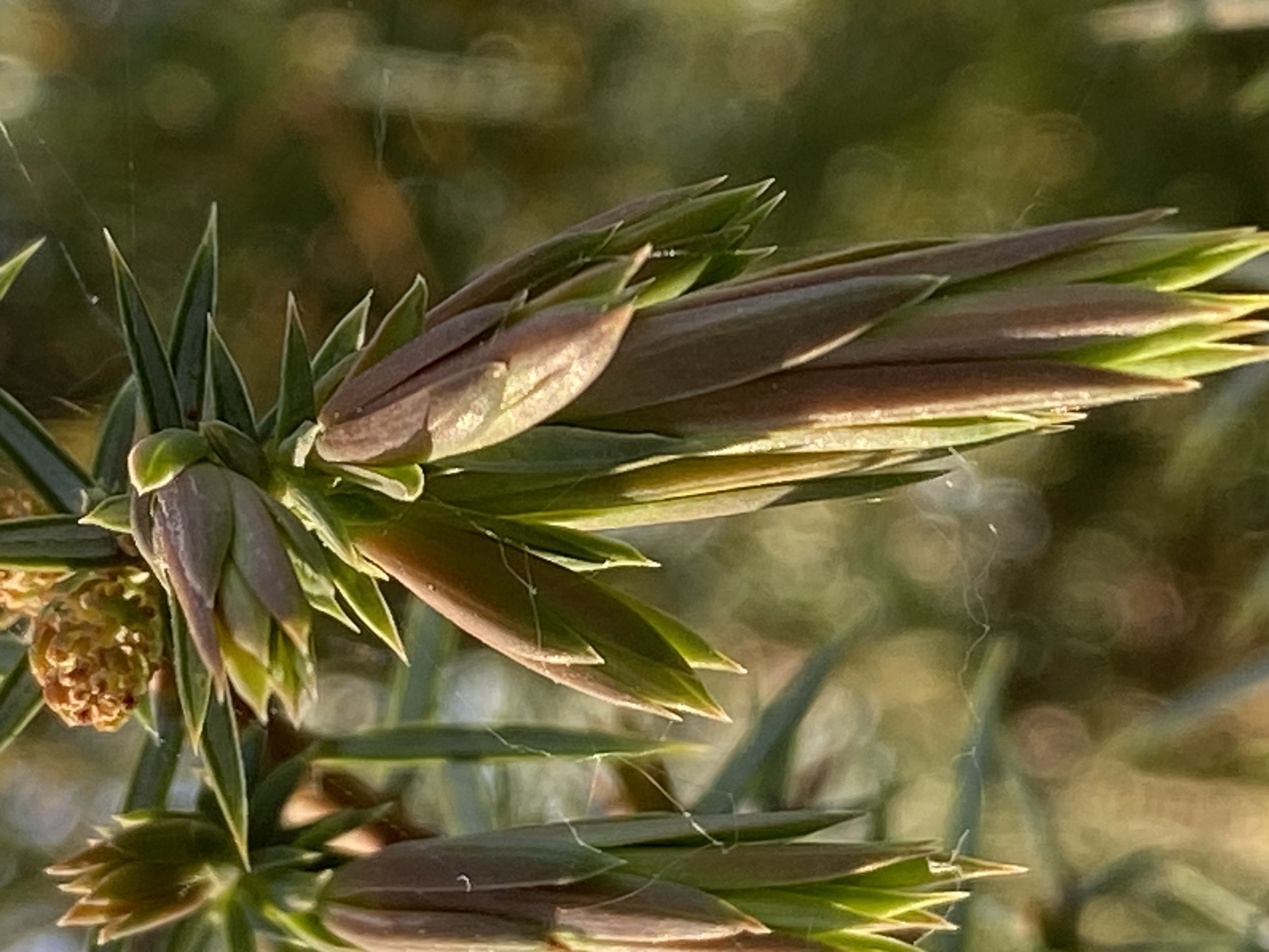 Decouvrez la distillation Macerado de yemas de enebro 100% ecológico y artesanal