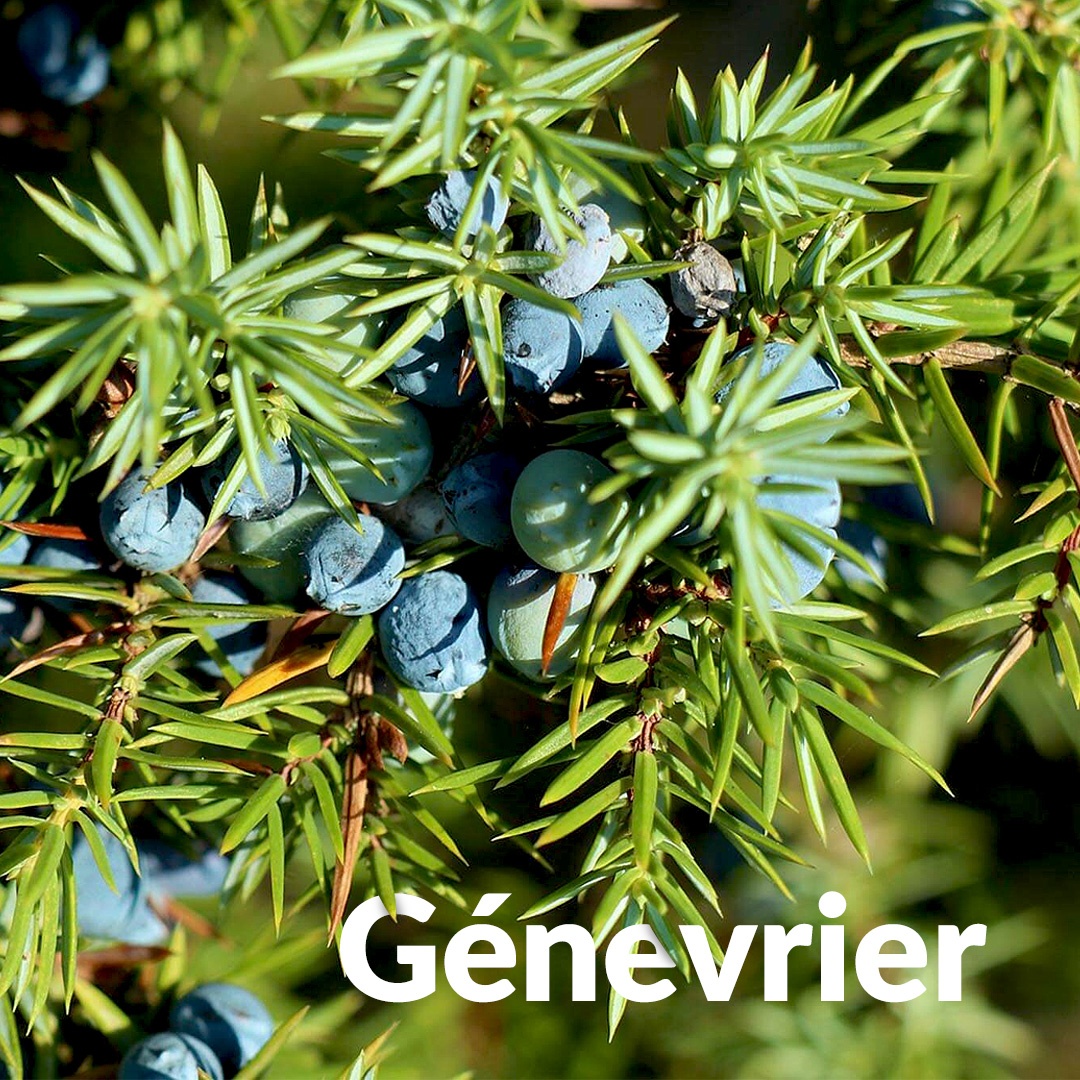 Enebro común de Quercy
