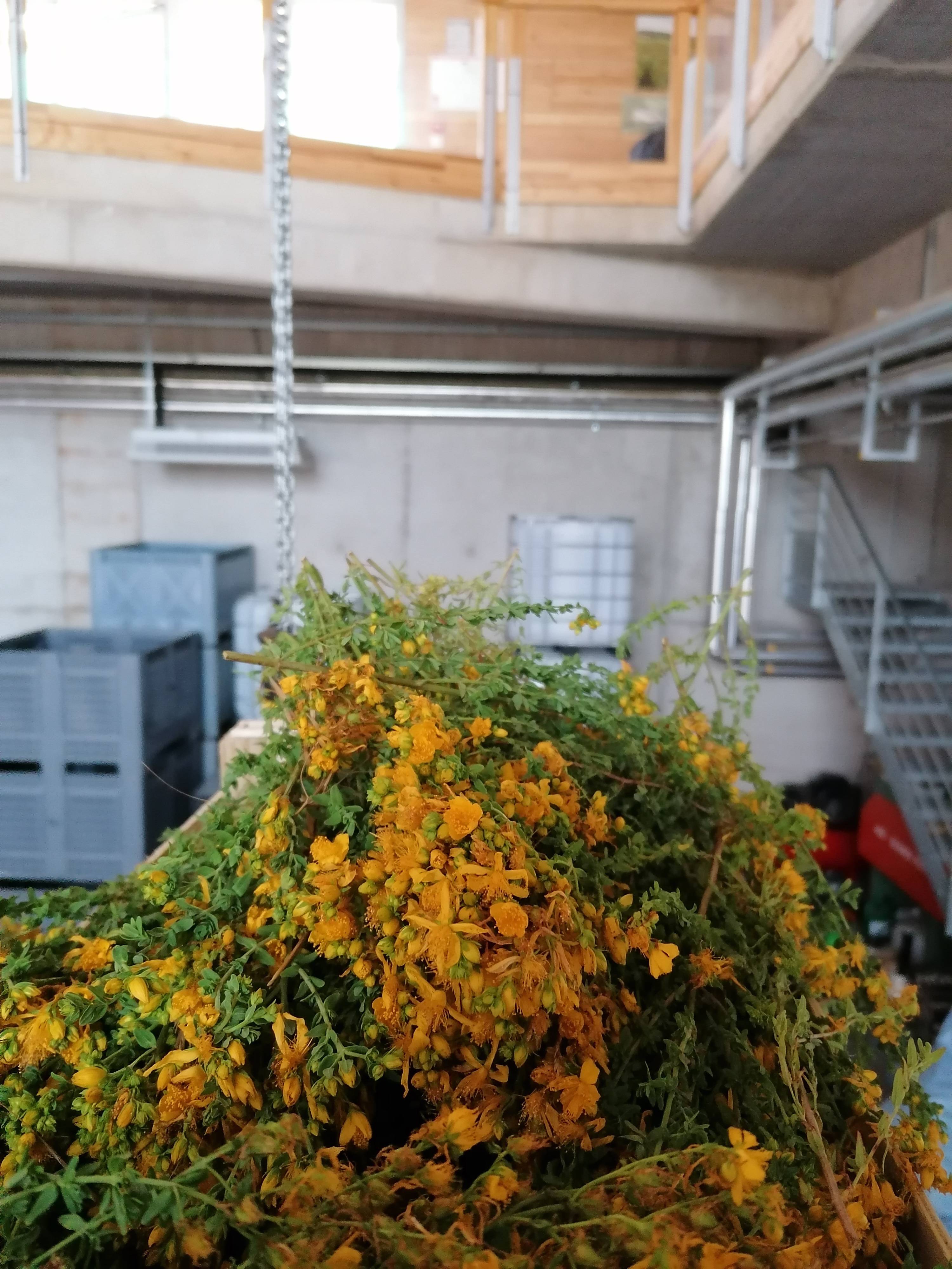 Decouvrez la distillation Aceite esencial de hipérico 100% ecológico y artesanal