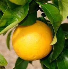 Pomelo — photo 2