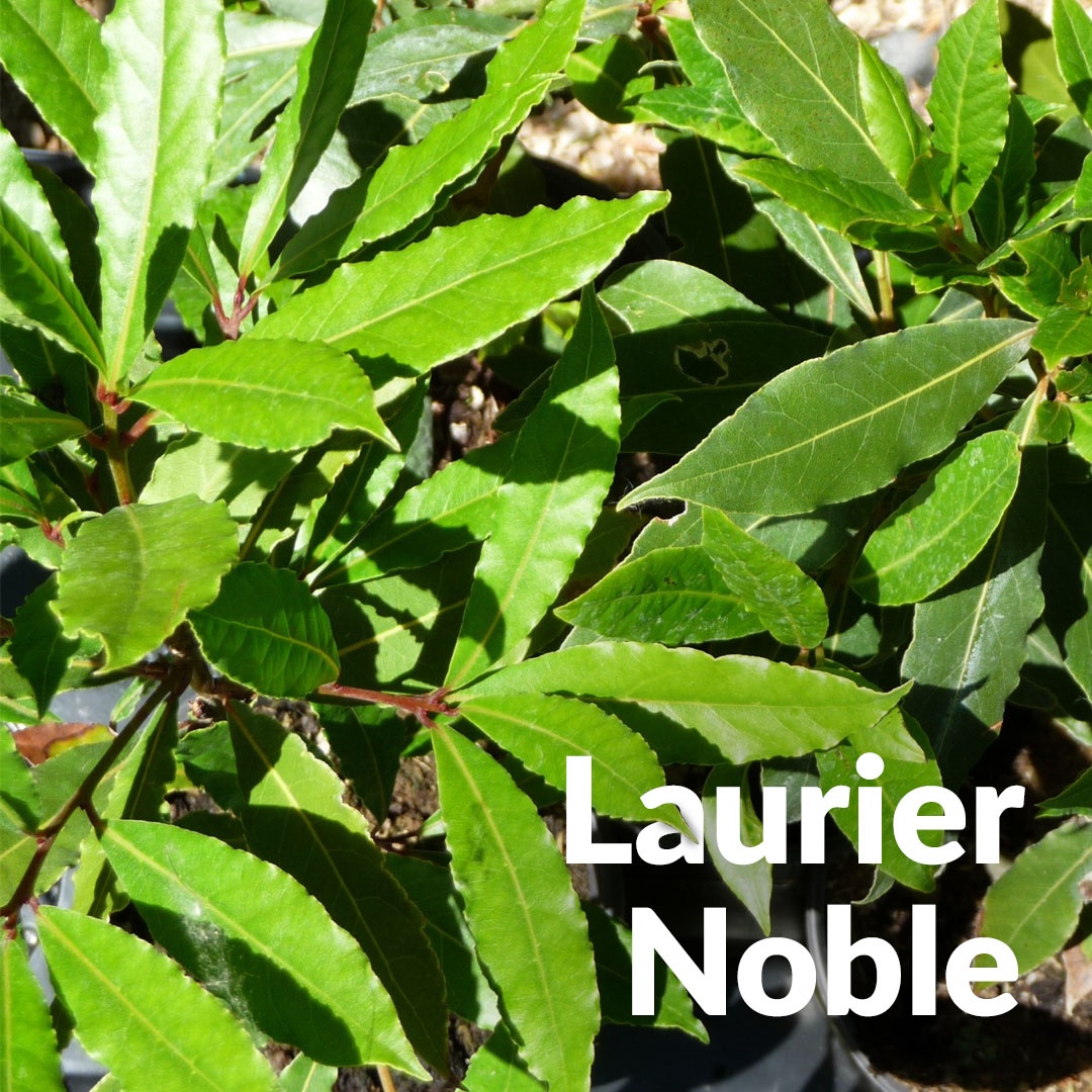 Laurel noble