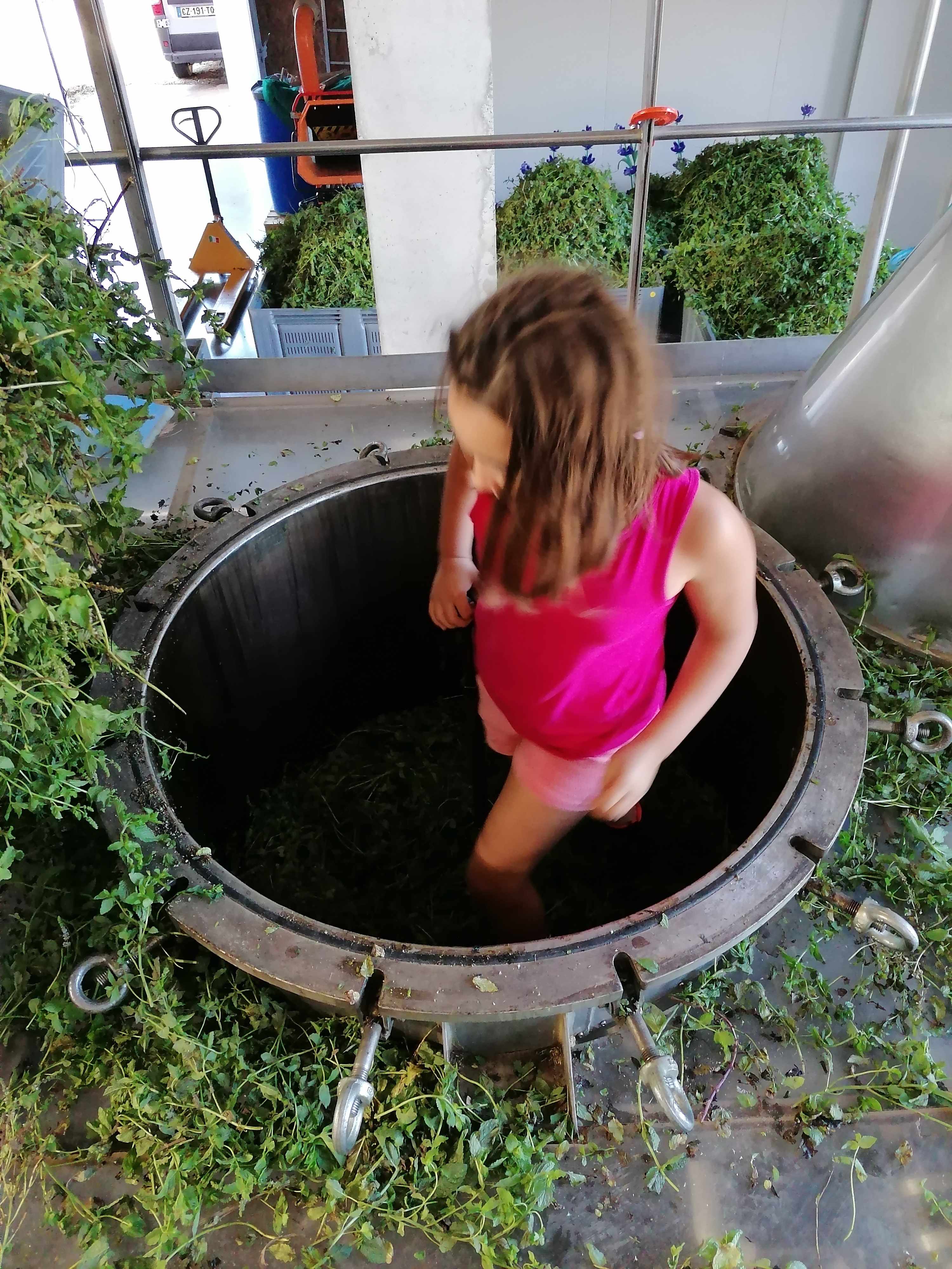 Decouvrez la distillation Aceite esencial de menta verde 100% ecológico y artesanal
