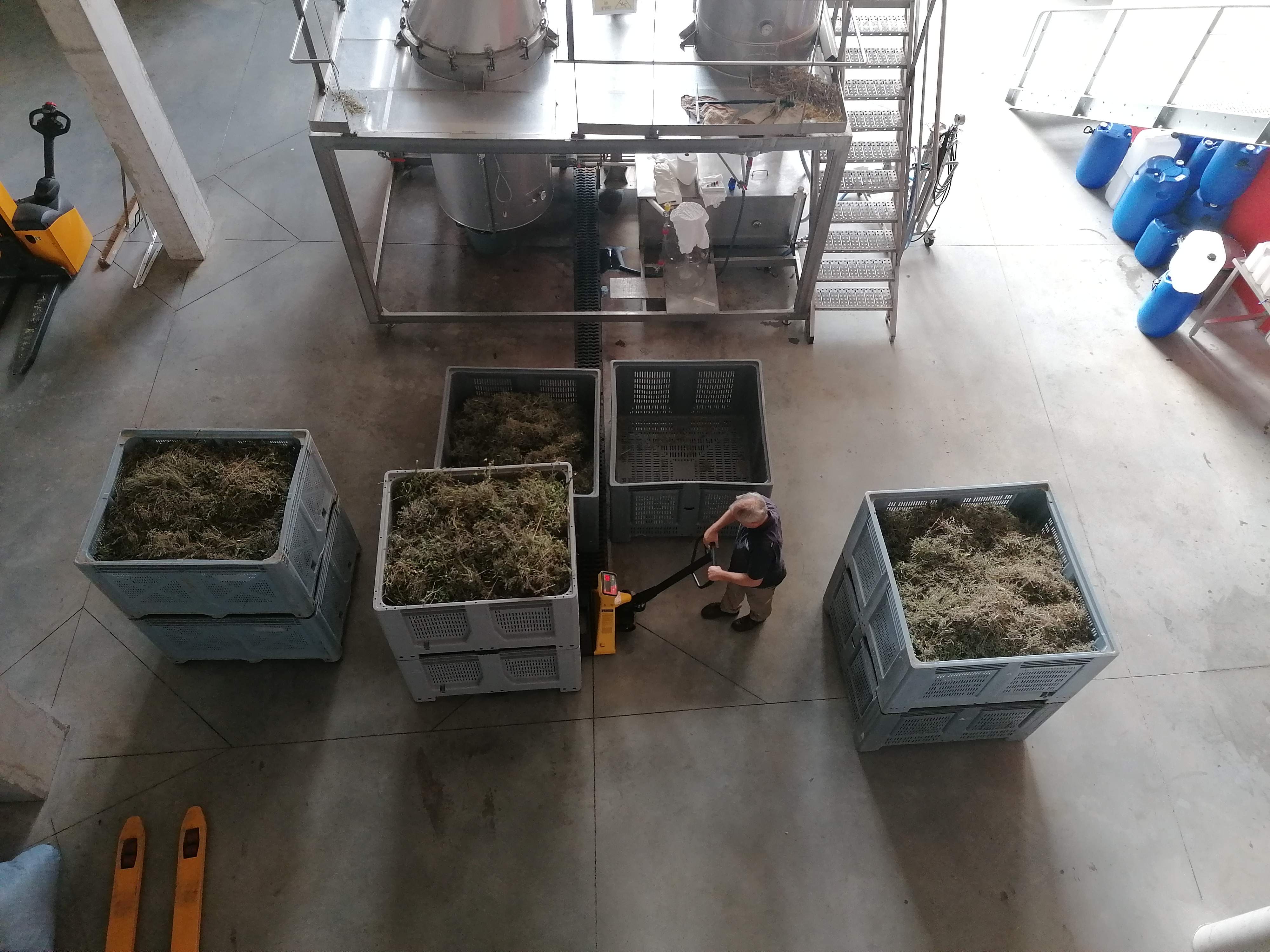 Decouvrez la distillation Aceite esencial de tomillo linalol 100% ecológico y artesanal