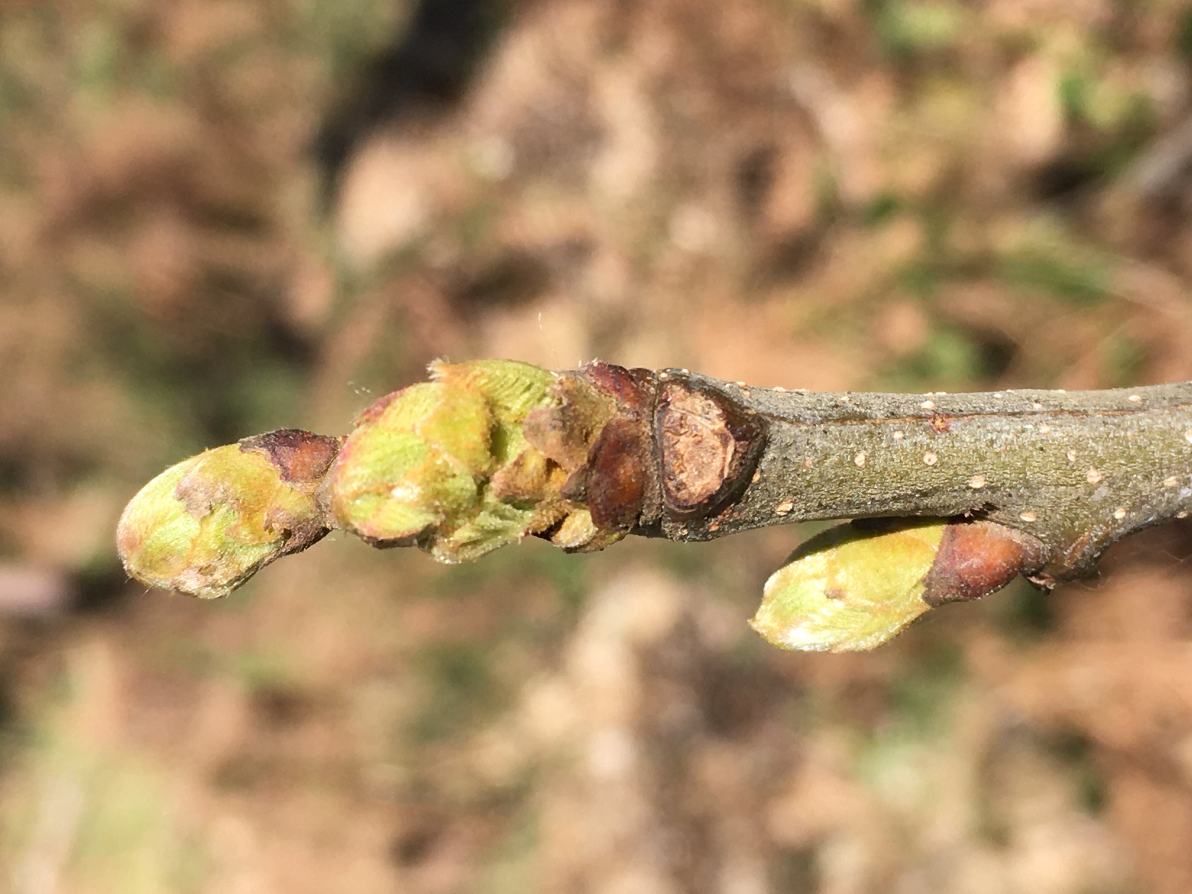 Decouvrez la distillation Macerado de brotes de castaño 100% ecológico y artesanal