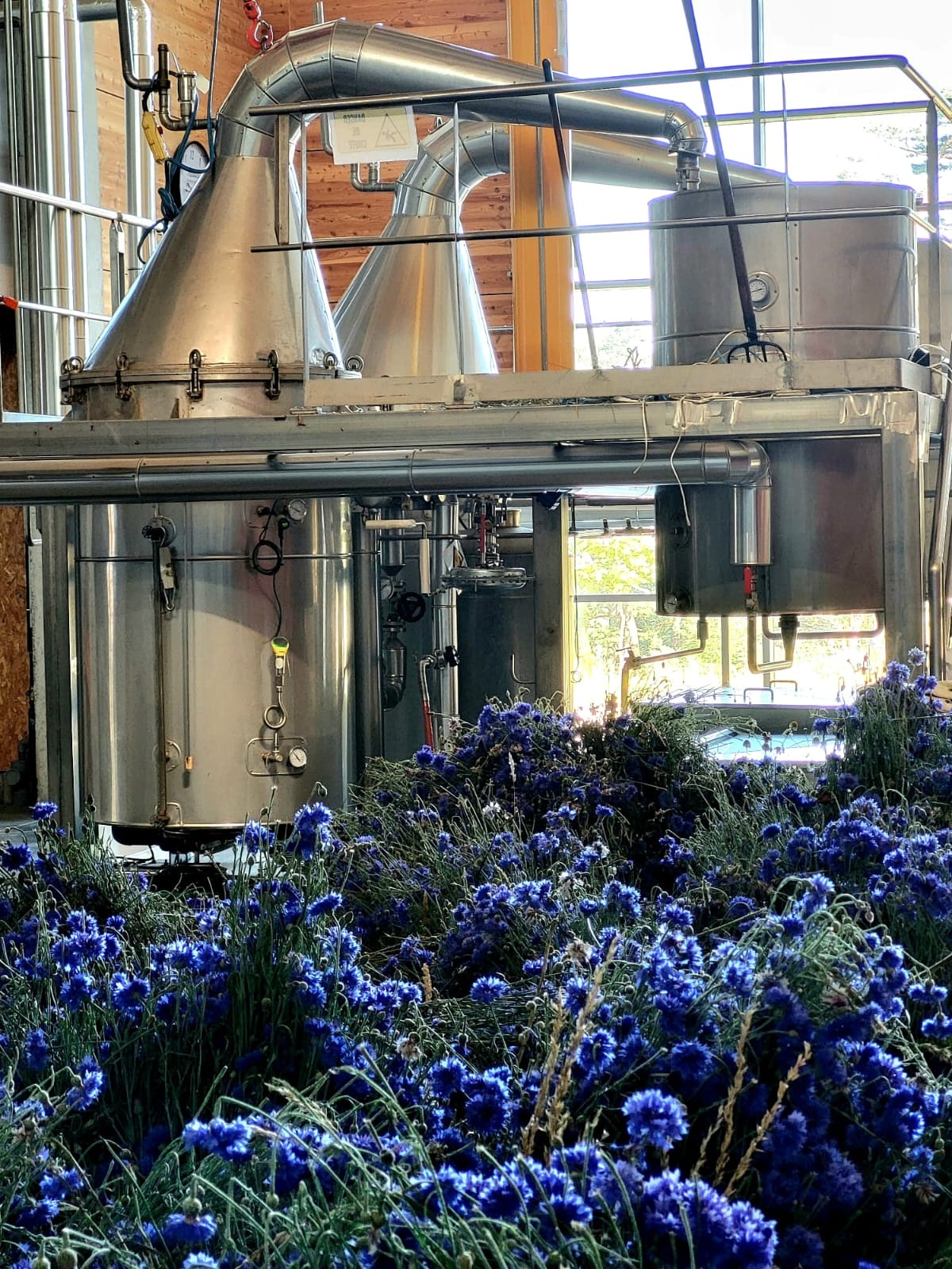 Decouvrez la distillation Hidrolato de aciano 100% ecológico y artesanal