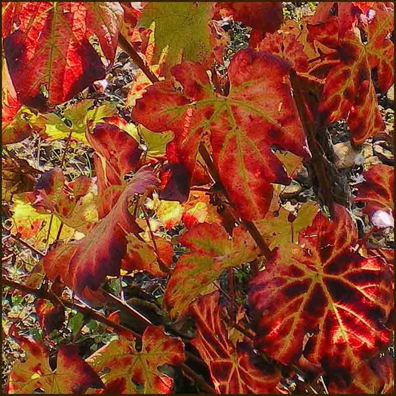 Vid roja (brote) — photo 3