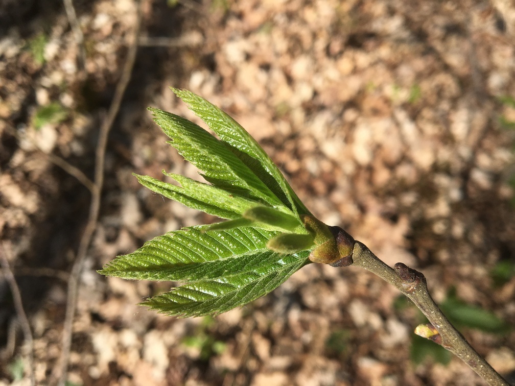 Decouvrez la distillation Macerado de brotes de castaño 100% ecológico y artesanal