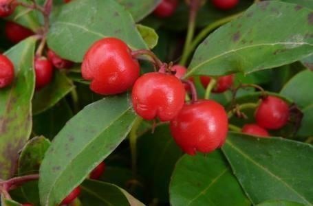 Wintergreen — photo 2