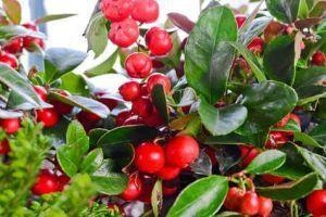 Wintergreen — photo 3