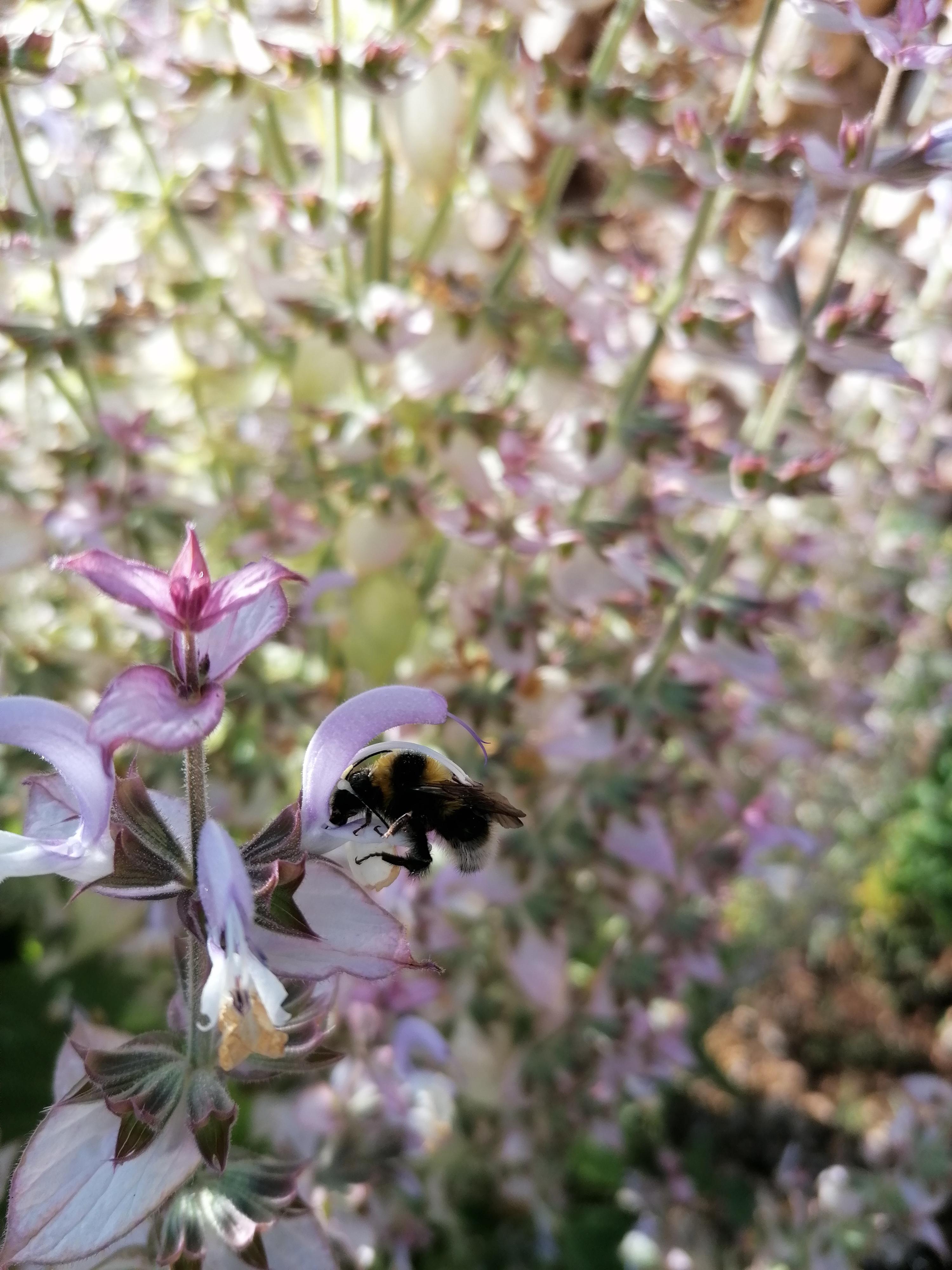 La destilación de Salvia sclarea
