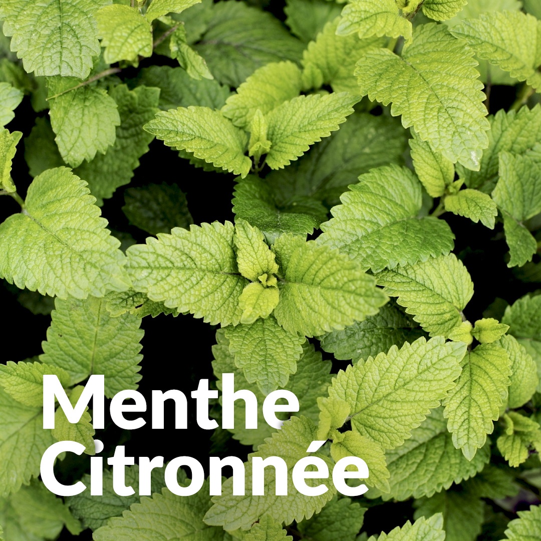 Menta limón