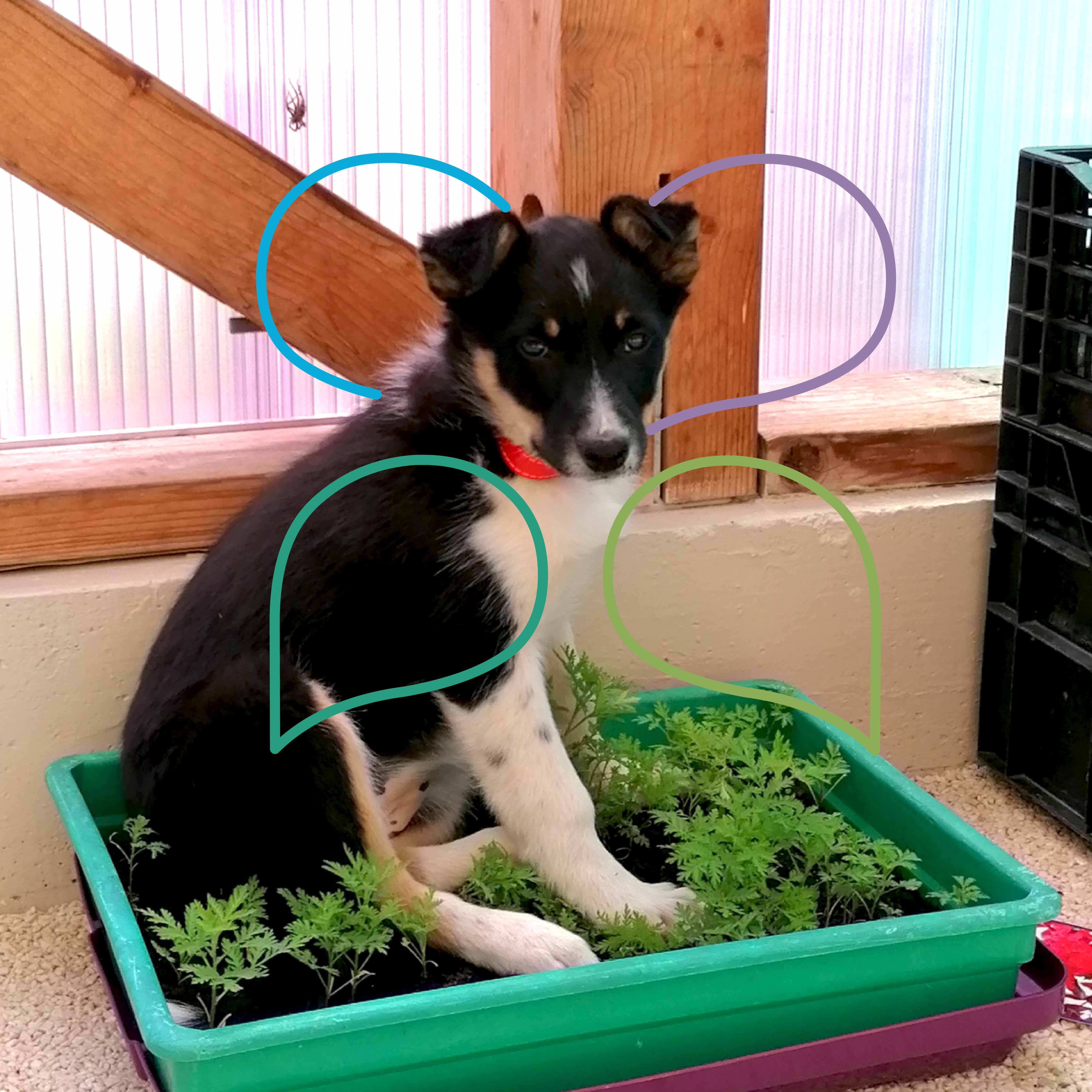 Mascotas en nuestra destilería