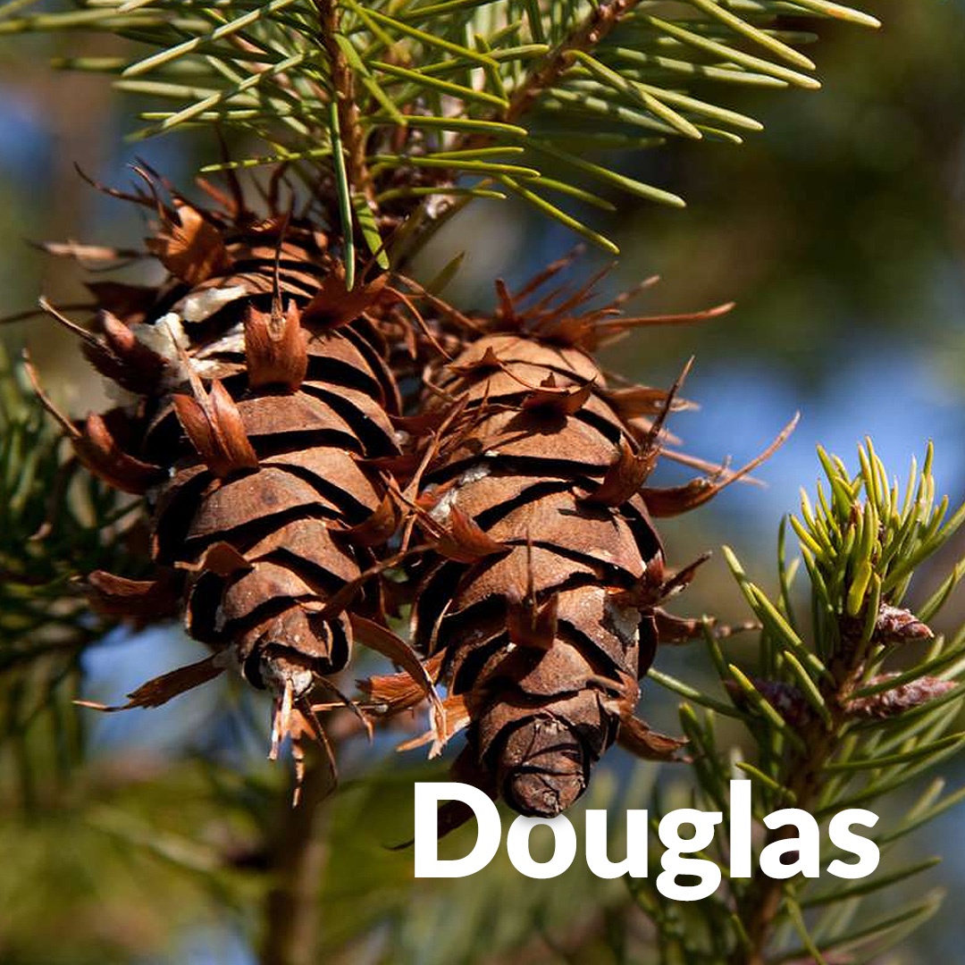 Abeto Douglas