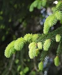 Picea común — photo 3